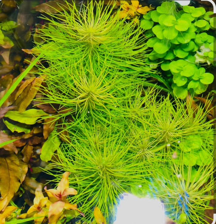 نبات الريش تثبت على الخشب وتعيش بدون تربة