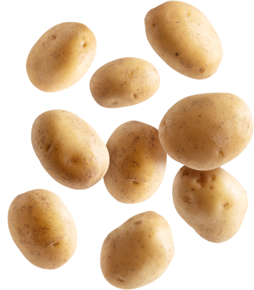 بطاطا بيبي - محلي