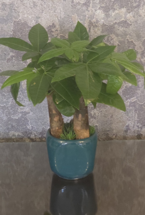 بونزاي بشيرة طبيعية 25-28 سم