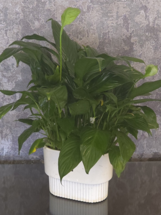 نبات الشراع (السباتيفيلوم) الطبيعي 40-45 سم