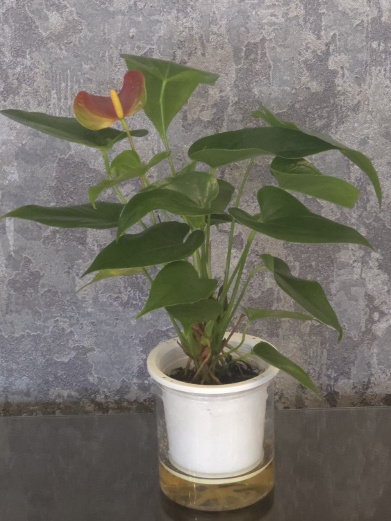 نبات الفلامينجو (أنثوريوم) الطبيعية 35-40 سم