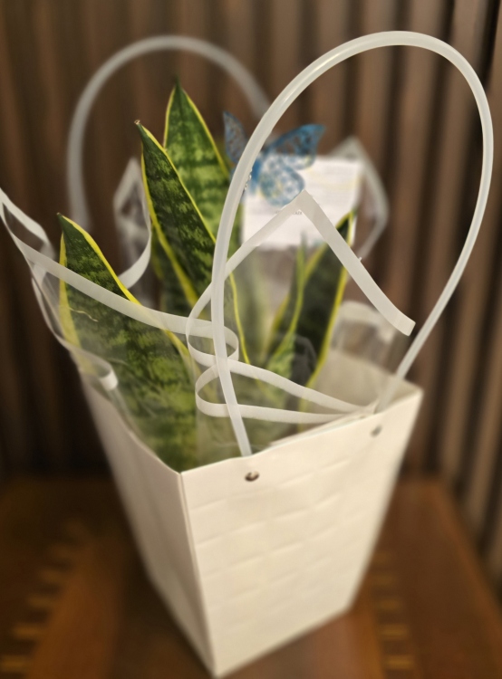 نبتة جلد النمر(سينسيفيرا) 30-40 سم