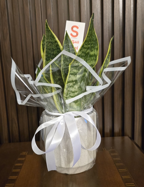 نبتة جلد النمر(سينسيفيرا) 30-40 سم قوار سيراميك