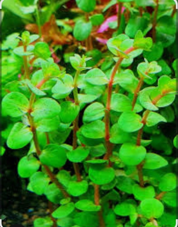 روتالا العود الأحمر 