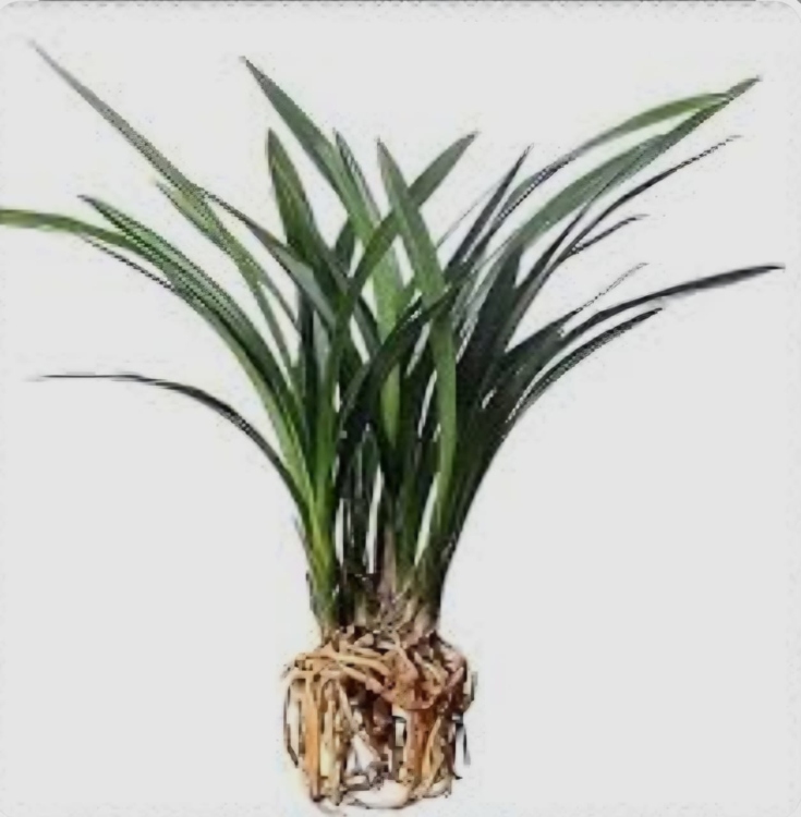 نبات الأوركيدا 