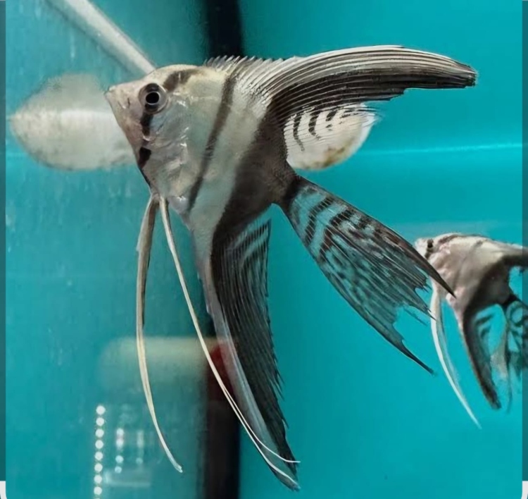 آنجل هاف بلاك حجم كبير 