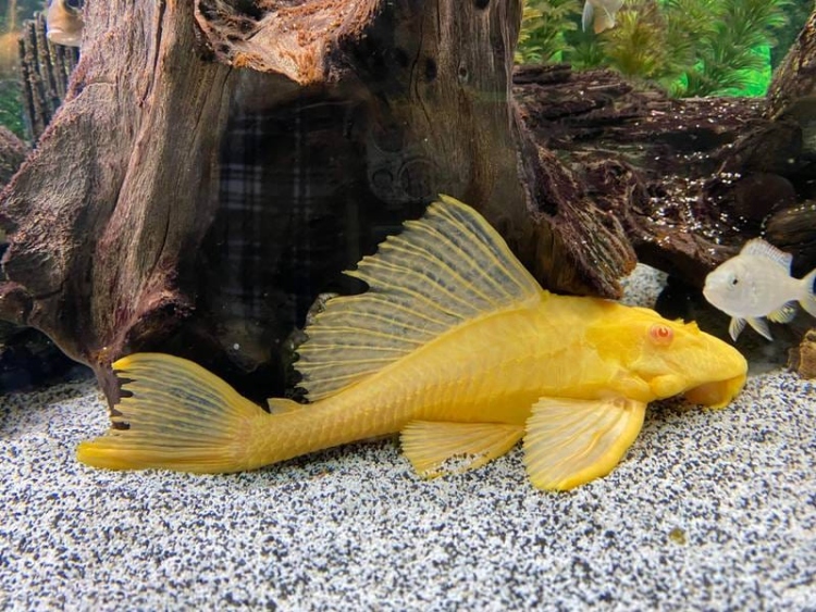 بليكو أبيض _  آكل الطحالب  _حجم وسط