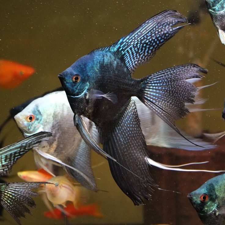 بلاك آنجل (لونغ فن) _حجم كبير 