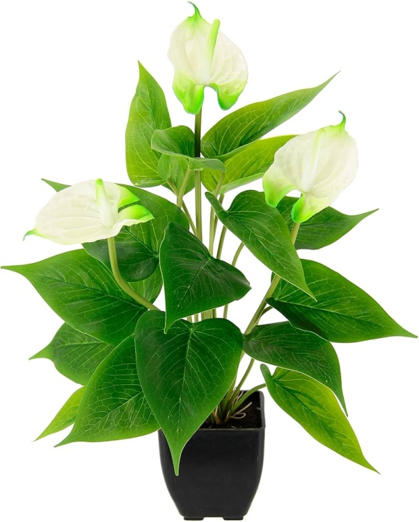 زهور الأنتوريوم أبيض فلامنجو