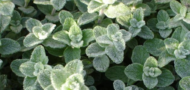 زعتر اخضر كغم