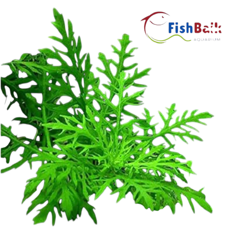 PondPlantsUK Hygrophila