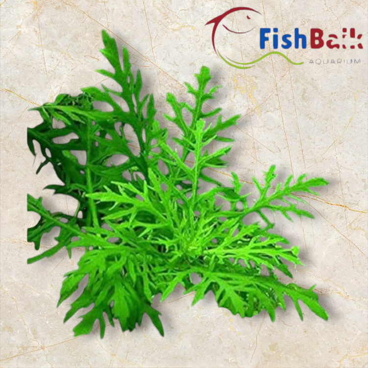 PondPlantsUK Hygrophila