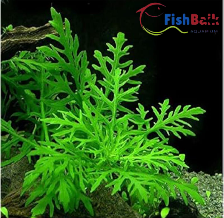 PondPlantsUK Hygrophila