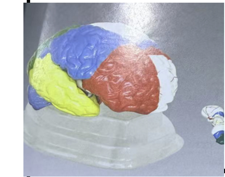 نموذج الدماغ التعليمي