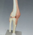 نموذج تشريحي للركبة