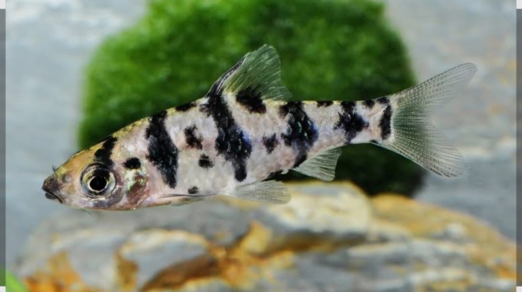 بارب النحلة( Bee Barb)
