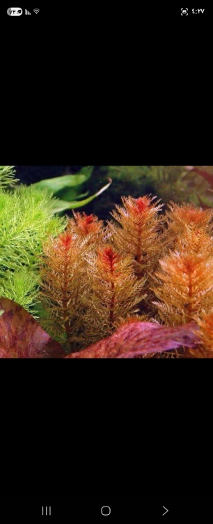 ميريوفيلوم(أحمر)