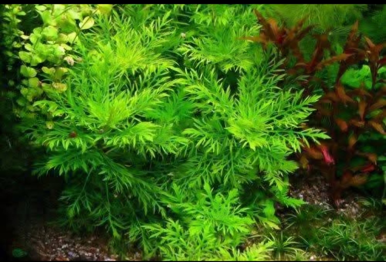 Hygrophila Difformis( الوستيريا )