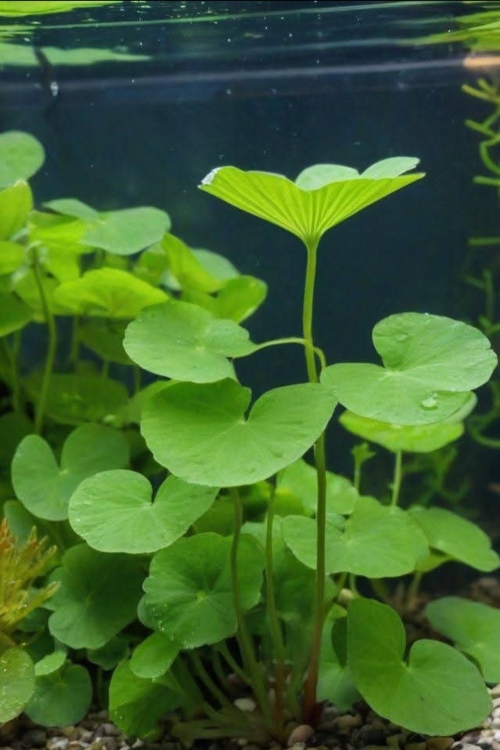 اللوتس الأخضر