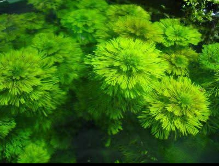 كابومبا كارولينية الورق الناعم