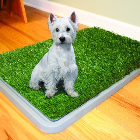Dog Potty Training Pee Turf Grass