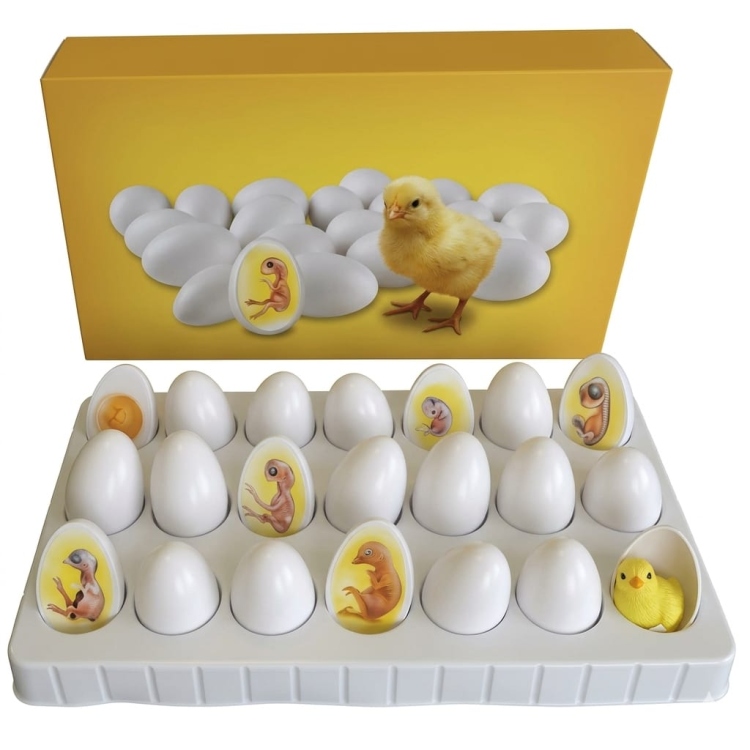 نموذج عملية نمو جنين الدجاج