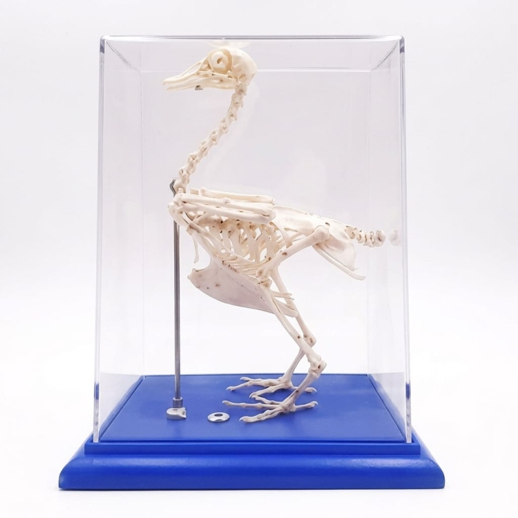 نموذج هيكل عظمي حقيقي لطائر