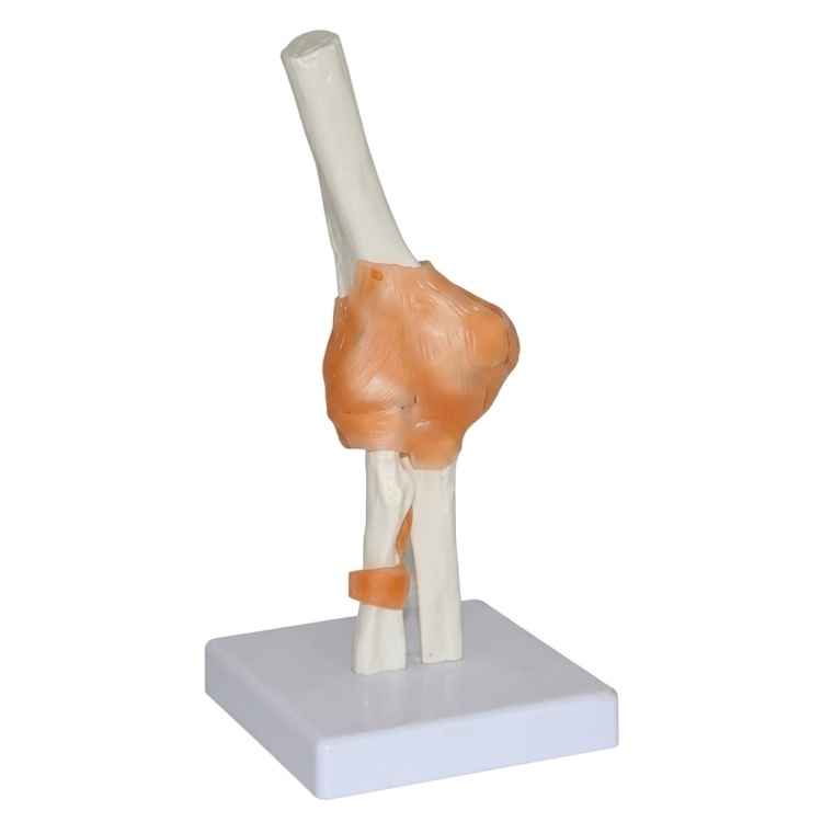 مفصل الكوع البشري