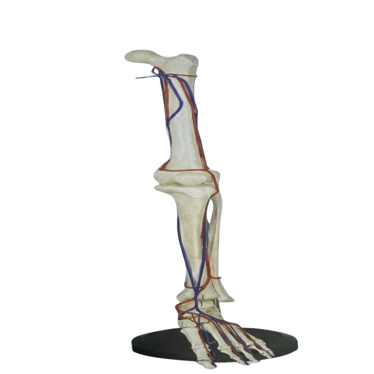 عظمة ساق كبيرة لشخص بالغ مع وعاء دموي