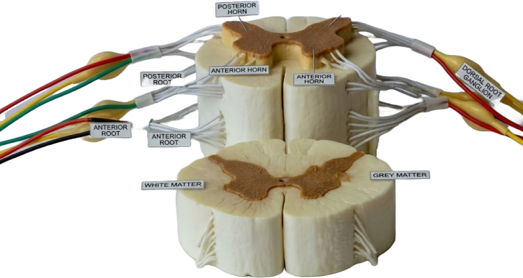 نموذج تركيب الكائنات والانسجة