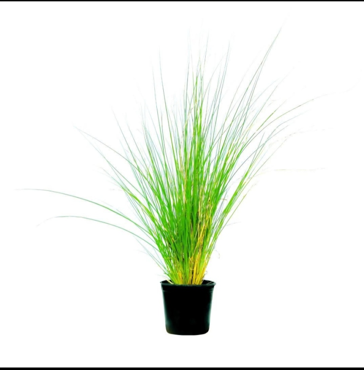 نبات الفاليسنيريا الناعمة