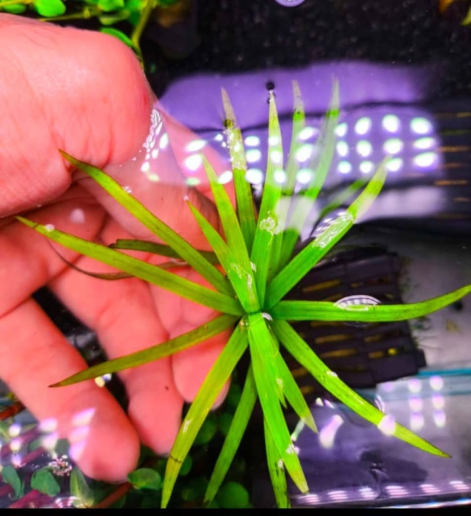 سيبيروس هيلفيري