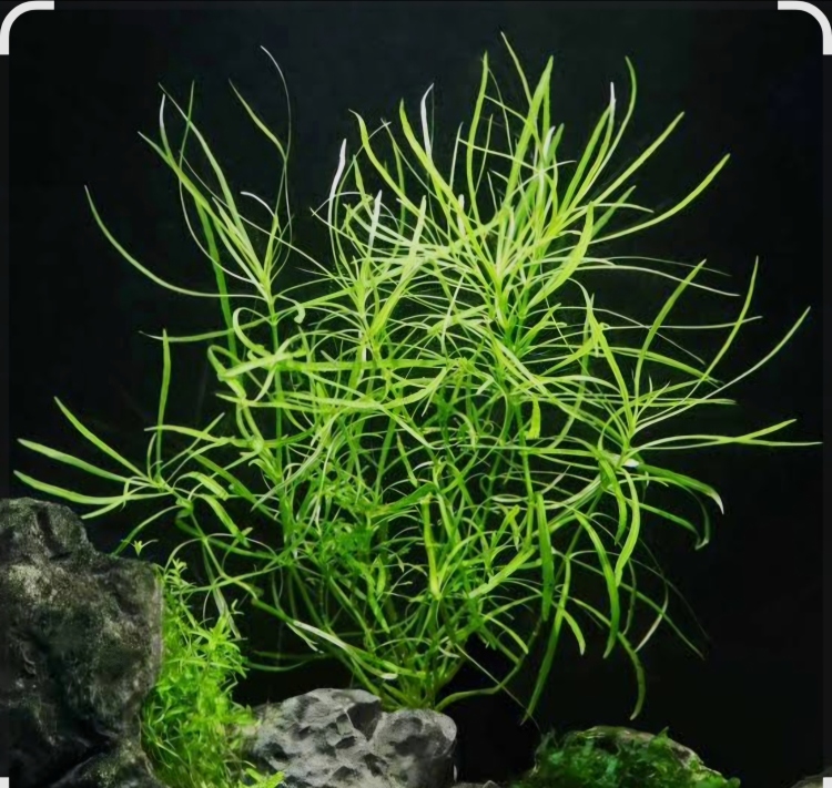 سيبيروس هيلفيري