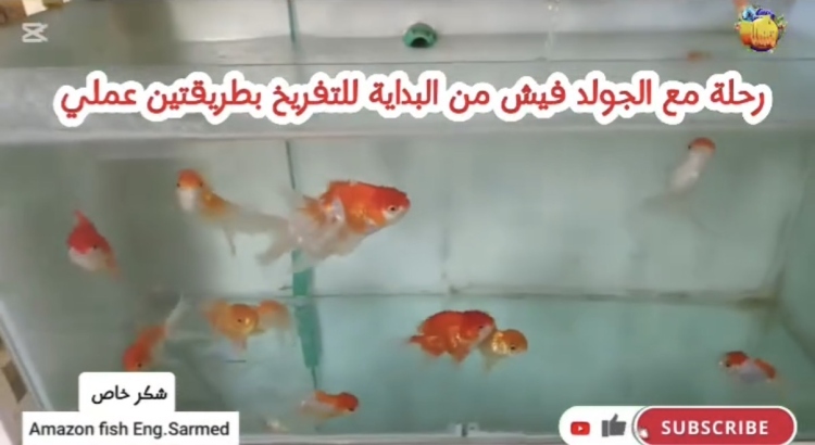 تفريخ القولد فيش 