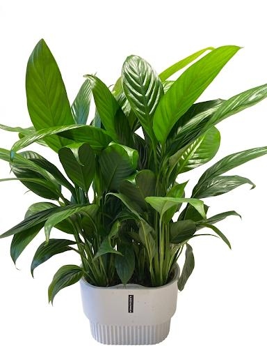 نبات الشراع (السباتيفيلوم) الطبيعي 40-45 سم