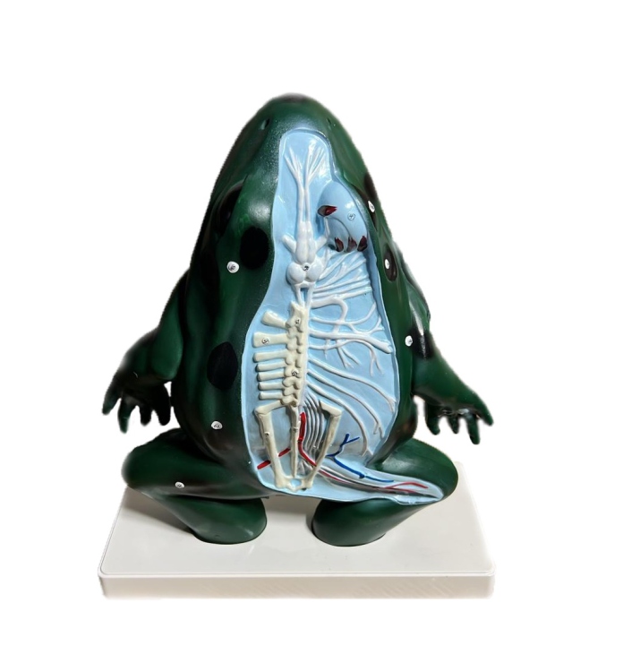 نموذج تشريح الضفدع