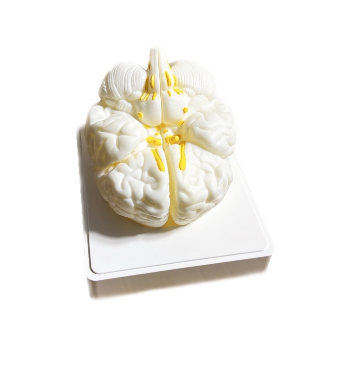 الدماغ البشري