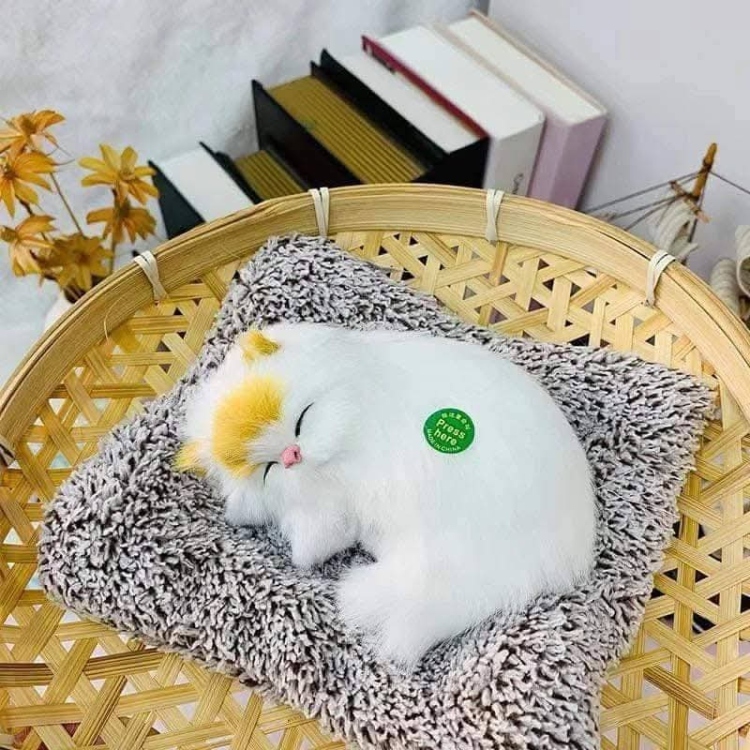 القطه الكيوت