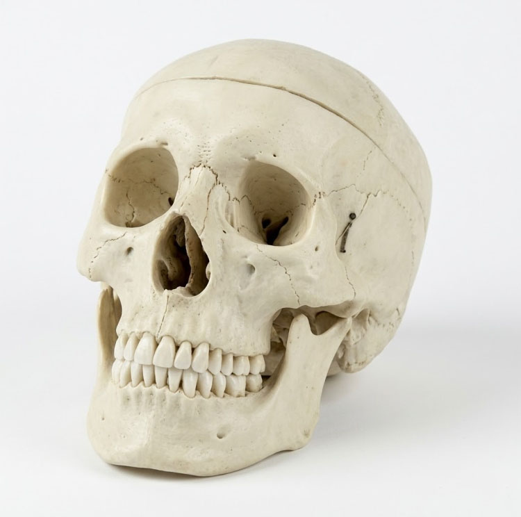 نموذج جمجمة بشرية تعليمي