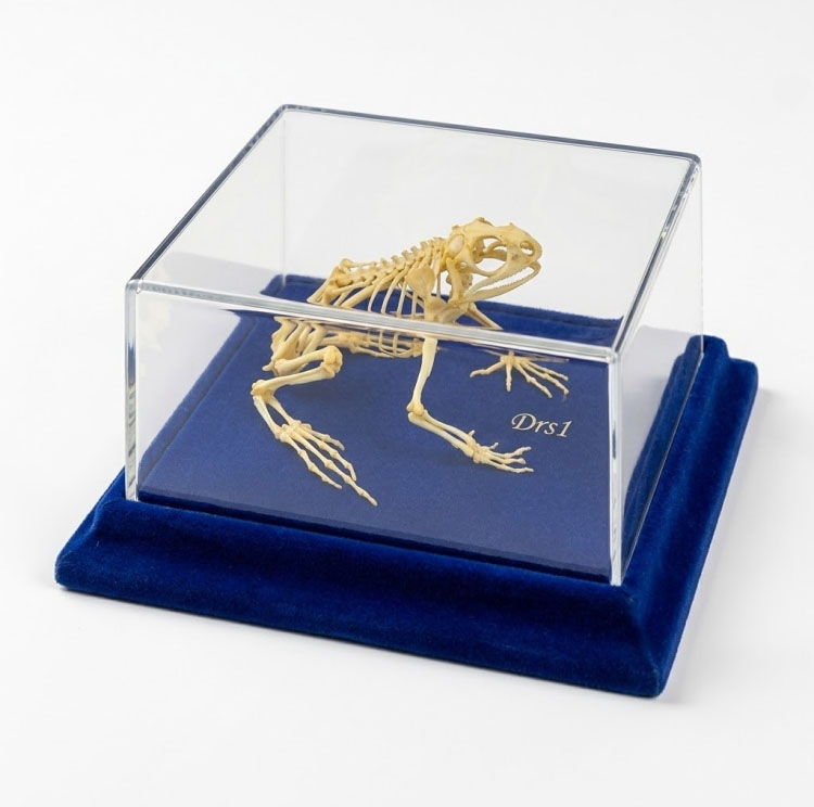 نموذج هيكلي لضفدع