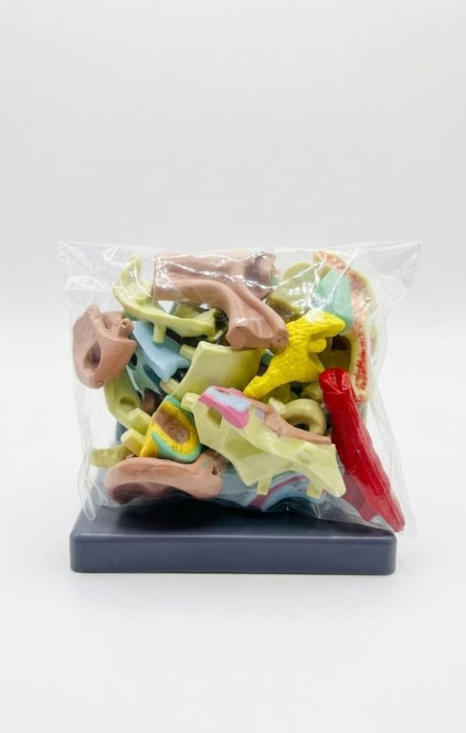 نموذج تشريحي لاذن بشرية