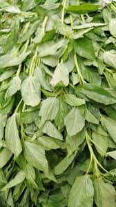 ملوخية عيدان