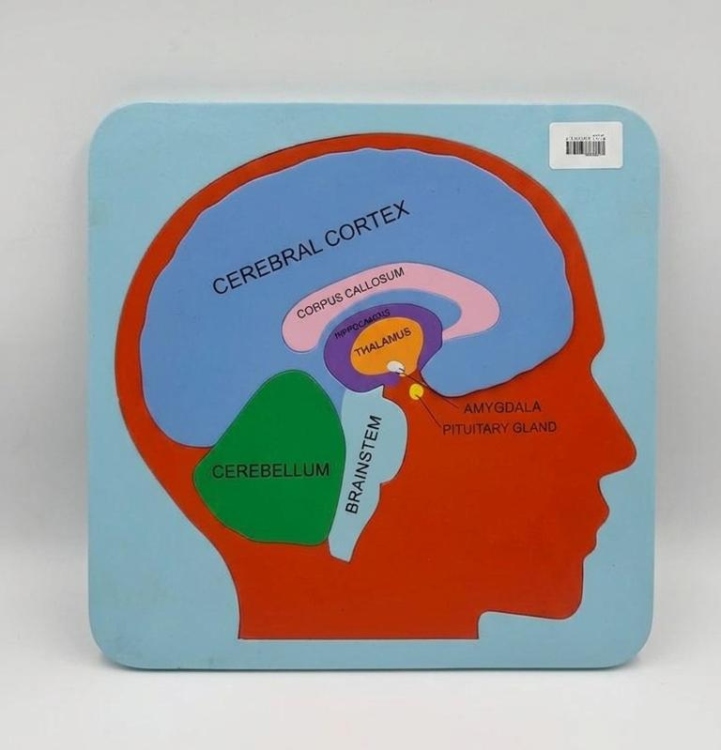 هيكل فلين تشريح أجزاء الدماغ انجليزي 