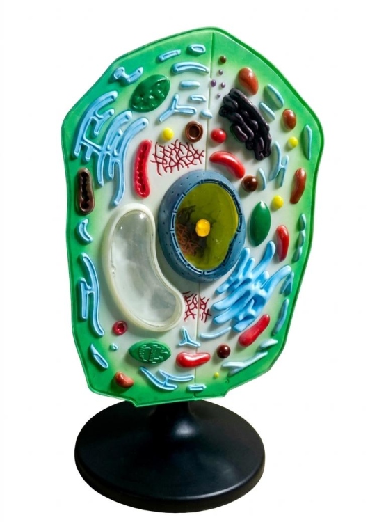 نموذج الخلية النباتية