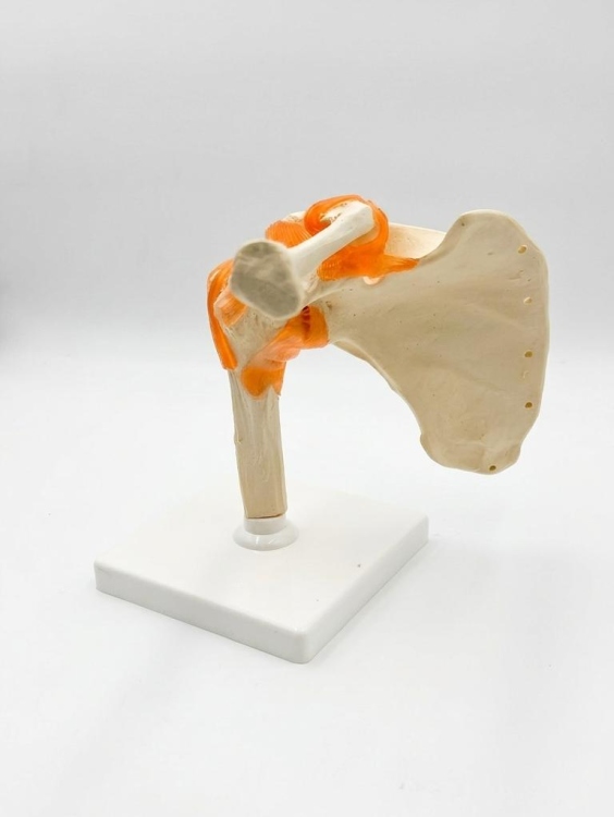 نموذج وظيفي لمفصل الكتف الكبير