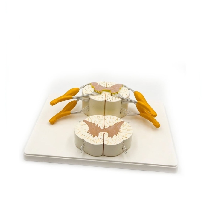 نموذج الحبل الشوكي 