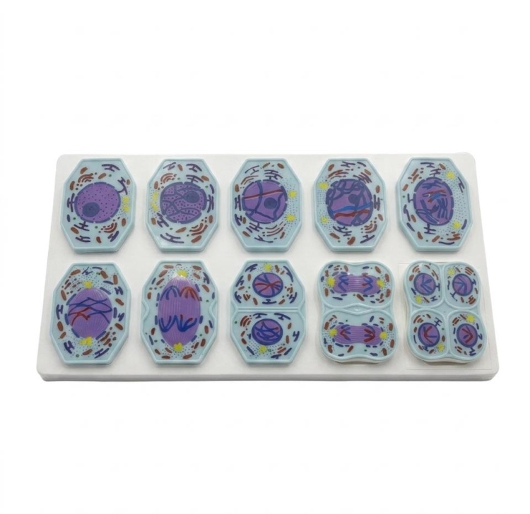 مجموعة الانقسام المتساوي والانقسام الاختزالي في الحيوانات