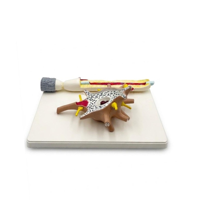 نموذج تشريح العمود الفقري والمفصل الوركي،