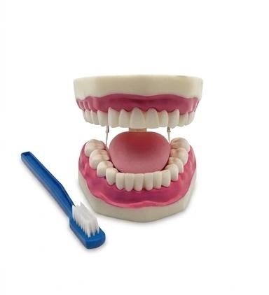 نموذج الاسنان التعليمي