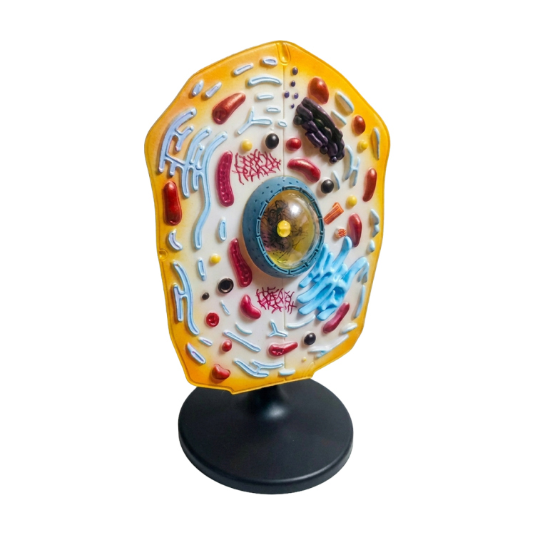 نموذج الخلية الحيوانية